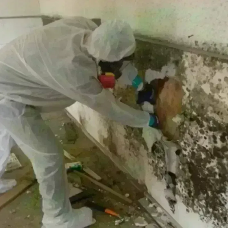 Mold Remediation and Removal in Springdale, NJ